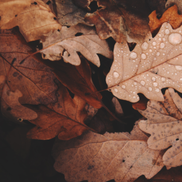 Autumn Weddings, Flowers and Bridal Wear